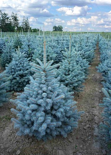 Hopeakuusi Picea pungens Super Blue Seedling 80-100 cm