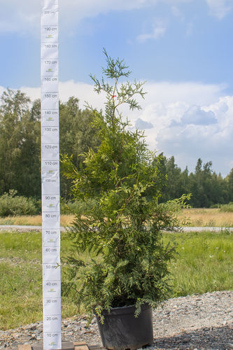 Kartiotuija Thuja occidentalis Brabant 140-160 cm ruukku