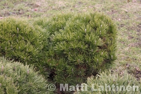 Kääpiövuorimänty Pinus mugo var.pumilio 25-30 cm