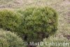 Kääpiövuorimänty Pinus mugo var.pumilio 25-30 cm