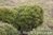 Kääpiövuorimänty Pinus mugo var.pumilio 30-40 cm