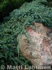 Lamosinikataja Juniperus squamata  Blue Carpet 25-30 cm
