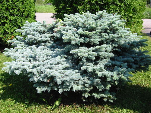 Pallohopeakuusi Picea pungens Glauca Globosa 25-30 cm