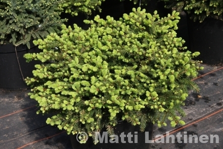 Pesäkuusi Picea abies Nidiformis 30-40 cm