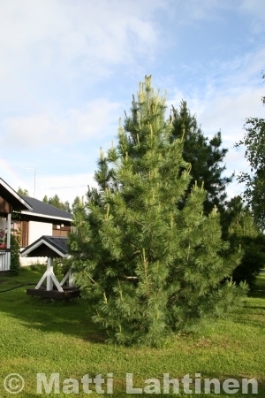 Sembramänty Pinus cembra 80-100 cm