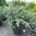 Sinikataja Juniperus squamata Meyeri 30-40 cm