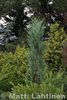 Sinikynäkataja Juniperus virginiana Blue Arrow 100-125 cm