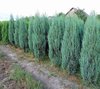 Sinikynäkataja Juniperus scopulorum Blue Arrow 100-125 cm