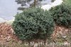 Sinisiilikuusi Picea glauca Echiniformis 25-30 cm