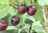 Makeakirsikkapuu Prunus avium Leningradin musta 150-