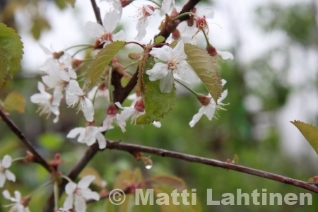 Makeakirsikkapuu Prunus avium Meelika 150-