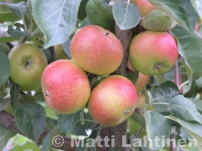 Omenapuu Malus domestica  Grenman  SYYS  150-