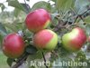Omenapuu Malus domestica Jaspi  SYYS  150-