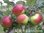 Omenapuu Malus domestica Jaspi SYYS 150-
