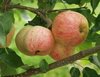 Omenapuu Malus domestica Moskovan päärynä SYYS  150-