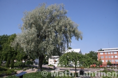 Hopeasalava Salix alba var.sericea Sibirica 150-200 cm