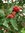 Kartiotaatanpihlaja Sorbus thuringiaca Fastigiata 150-200 cm