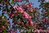 Koristeomenapuu Malus Purpurea Aamurusko 150-200 cm