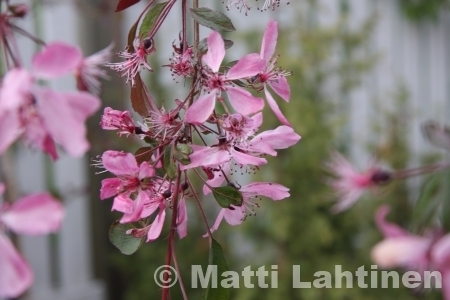 Koristeomenapuu Malus Purpurea Royal beauty 150-200 cm