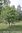 Kotipihlaja Sorbus aucuparia 150-200 cm