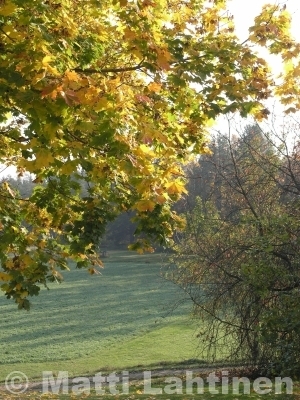 Metsävaahtera Acer platanoides 150-200 cm