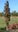 Pylväspihlaja Sorbus Autumn Spire keltainen marja 150-200 cm