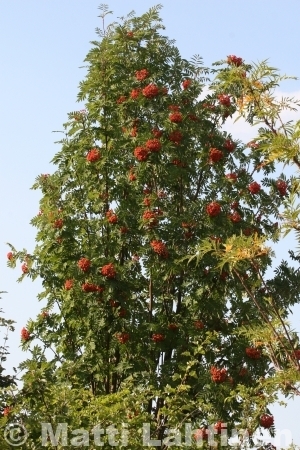 Pylväspihlaja Sorbus aucuparia Fastigiata 150-200 cm