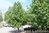Ruotsinpihlaja Sorbus Intermedia 150-200 cm