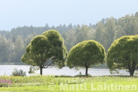 Terijoen salava Salix fragilis 'bullata' 150-200 cm