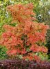 Tuurenpihlaja Sorbus dodong 150-200 cm