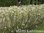 Isotuomipihlaja (Amelanchier spicata) 30-50 aita (10 kpl)