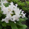 Alppiruusu Rhododendron Pohjolan tytär 30-40 cm