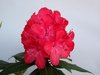 Alppiruusu Rhododendron  Royal Red