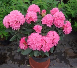 Alppiruusu Rhododendron Royal Candy 30-40 cm