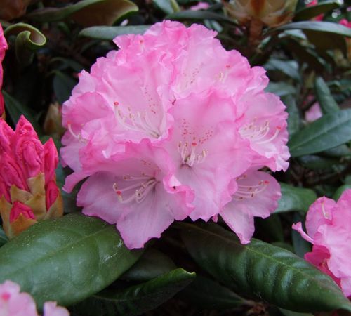 Alppiruusu Rhododendron Royal Rosy 25-30 cm