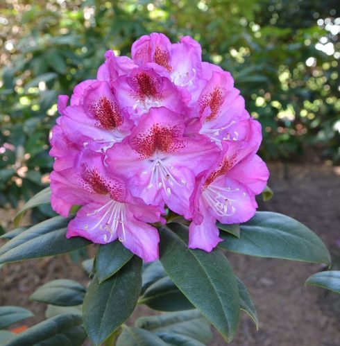 Alppiruusu Rhododendron Royal Violet 30-40 cm