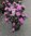 Dahurianalppiruusu Rhododendron P.J. Mezitt 30-40 cm