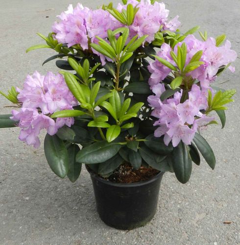 Puistoalppiruusu Rhododendron Cataw. Grandiflorum 50-60 cm
