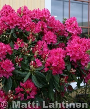 Puistoalppiruusu Rhododendron  Nova Zembla 30-40 cm