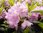 Puistoalppiruusu Rhododendron Pink Purple Dream 30-40 cm