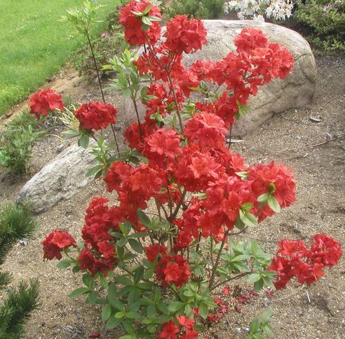 Puistoatsalea Rhododendron Nabucco 30-40 cm