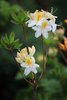 Revontuliatsalea Rhododendron x Northern Hi-Lights 30-40 cm
