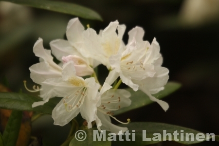 Valkoalppiruusu Rhododendron Cunninghams White 30-40 cm