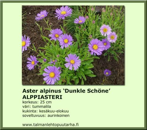 Aster alpinus 'Dunkle Schöne' ALPPIASTERI 12 cm ruukku