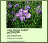 Aster alpinus 'Goljath' ALPPIASTERI 12 cm ruukku