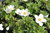 Anemone sylvestris valkoinen AROVUOKKO 9 cm ruukku