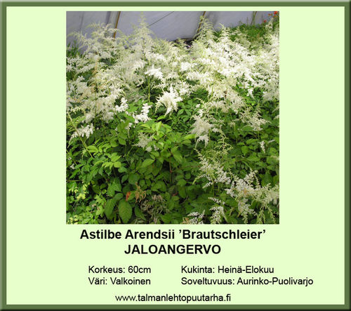 Astilbe Arendsii 'Brautschleier' JALOANGERVO 11 cm ruukku