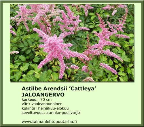 Astilbe Arendsii 'Cattleya' JALOANGERVO 11 cm ruukku