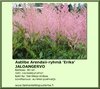 Astilbe Arendsii 'Erika' vaaleanpunainen JALONGERVO 11 cm ruukku