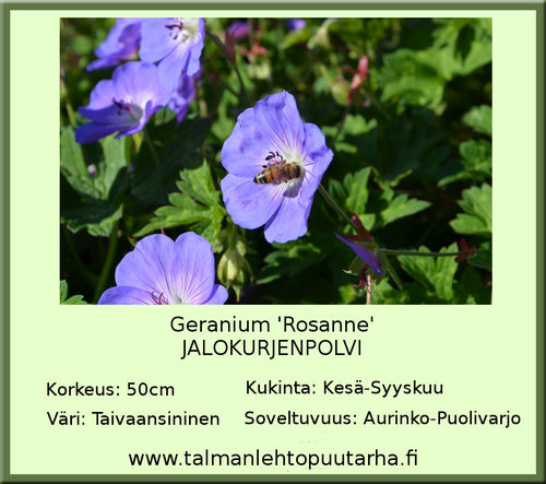 Geranium 'Rosanne' JALOKURJENPOLVI 11 cm ruukku